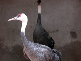 Фото Черный журавль