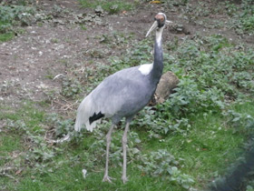 Смотреть фото Даурский журавль Фото Даурский журавль