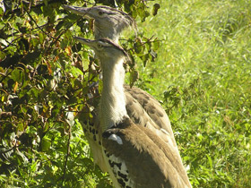 Смотреть фото Дрофа Кори Фото Дрофа Кори