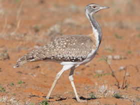 Смотреть фото Южноафриканская дрофа Фото Южноафриканская дрофа