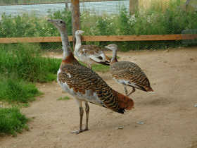 Смотреть фото Дрофа Фото Дрофа