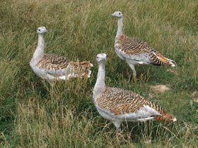 Смотреть фото Дрофа: драма «русского страуса» Фото Дрофа: драма «русского страуса»