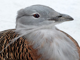 Смотреть фото Дрофа: драма «русского страуса» Фото Дрофа: драма «русского страуса»