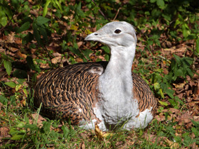 Смотреть фото Дрофа: драма «русского страуса» Фото Дрофа: драма «русского страуса»