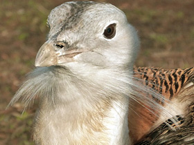 Дрофа Дрофа