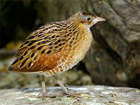 Смотреть фото Коростель Фото Коростель