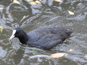 Смотреть фото Жизнь утят Фото Жизнь утят