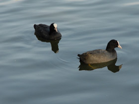 Смотреть фото Лысуха Фото Лысуха