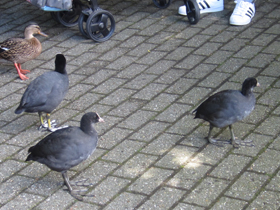 Смотреть фото Лысуха Фото Лысуха