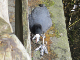 Смотреть фото Лысуха Фото Лысуха