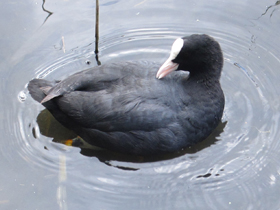 Смотреть фото Лысуха Фото Лысуха