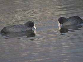 Смотреть фото Лысуха Фото Лысуха