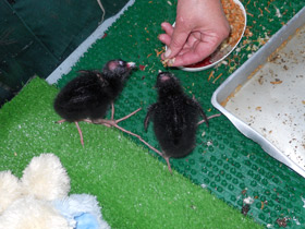 Смотреть фото Султанка Фото Султанка