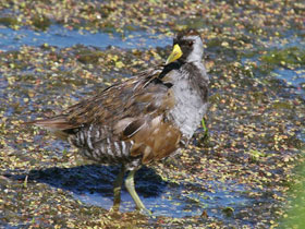 Смотреть фото Каролинский пастушок Фото Каролинский пастушок