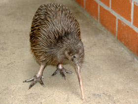 Смотреть фото Киви: птица из ящика Фото Киви: птица из ящика