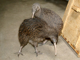 Смотреть фото Киви: птица из ящика Фото Киви: птица из ящика