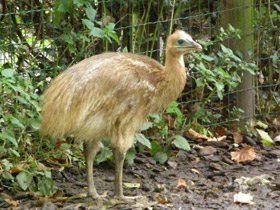 Смотреть фото Шлемоносный казуар Фото Шлемоносный казуар