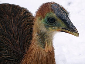 Смотреть фото Шлемоносный казуар Фото Шлемоносный казуар