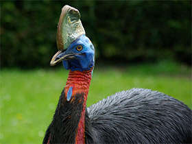 Смотреть фото Оранжевошейный казуар Фото Оранжевошейный казуар