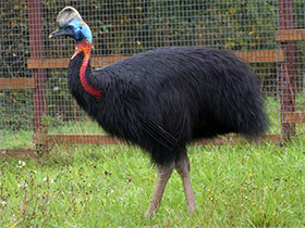 Смотреть фото Оранжевошейный казуар Фото Оранжевошейный казуар