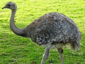 Смотреть фото Нанду Дарвина Фото Нанду Дарвина