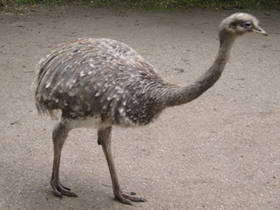 Смотреть фото Нанду Дарвина Фото Нанду Дарвина