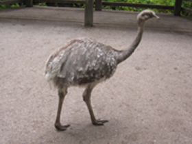 Смотреть фото Нанду Дарвина Фото Нанду Дарвина