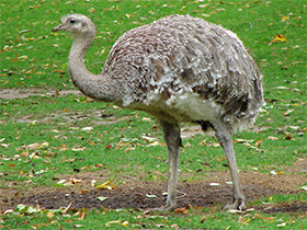 Смотреть фото Нанду Дарвина Фото Нанду Дарвина