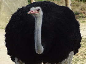 Смотреть фото Африканский страус Фото Африканский страус