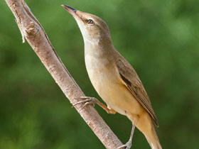 Смотреть фото Иракская камышовка Фото Иракская камышовка