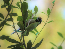 Смотреть фото Рыжеголовая длиннохвостая синица Фото Рыжеголовая длиннохвостая синица