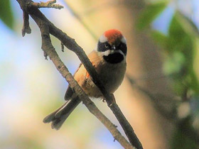 Смотреть фото Рыжеголовая длиннохвостая синица Фото Рыжеголовая длиннохвостая синица