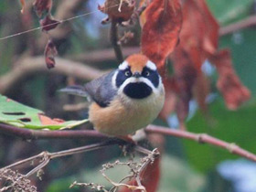 Смотреть фото Рыжеголовая длиннохвостая синица Фото Рыжеголовая длиннохвостая синица