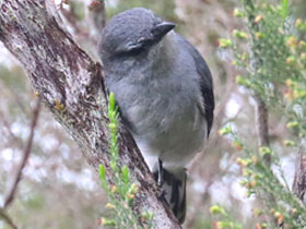 Фото Реюньонский сорокопутовый личинкоед