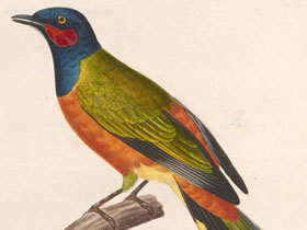 Фото Серёжчатый африканский личинкоед