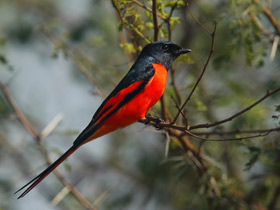 Смотреть фото Чёрно-красный личинкоед Фото Чёрно-красный личинкоед