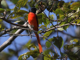 Смотреть фото Гималайский огненный личинкоед Фото Гималайский огненный личинкоед