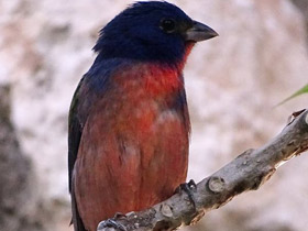 Смотреть фото Расписной овсянковый кардинал Фото Расписной овсянковый кардинал