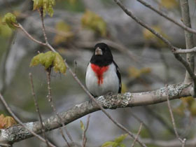 Фото Красногрудый дубоносовый кардинал