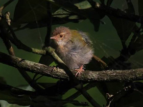 Фото Краснолобая портниха