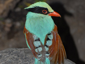 Смотреть фото Зеленая цисса Фото Зеленая цисса