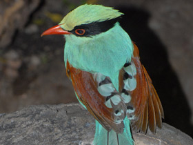 Смотреть фото Зеленая цисса Фото Зеленая цисса