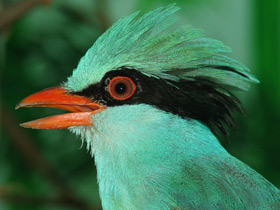 Смотреть фото Зеленая цисса Фото Зеленая цисса