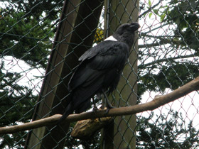 Фото Белощёкий ворон