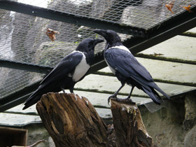 Смотреть фото Пегий ворон Фото Пегий ворон