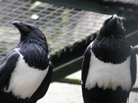 Смотреть фото Пегий ворон Фото Пегий ворон