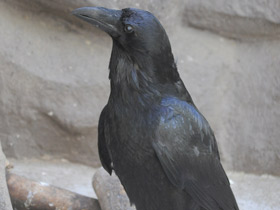 Смотреть фото Ворон Фото Ворон