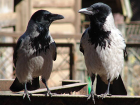 Смотреть фото Серая ворона Фото Серая ворона
