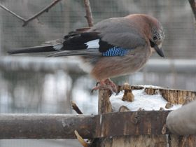 Смотреть фото Сойка Фото Сойка