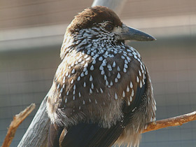 Смотреть фото Кедровка Фото Кедровка